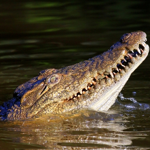 alligator3